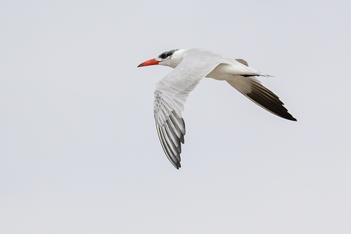 Caspian Tern - ML645331615