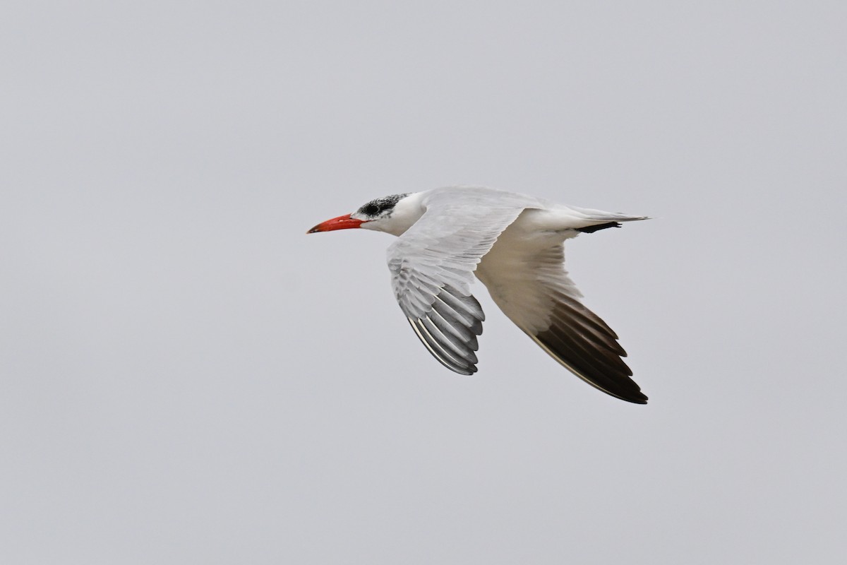 Caspian Tern - ML645331616