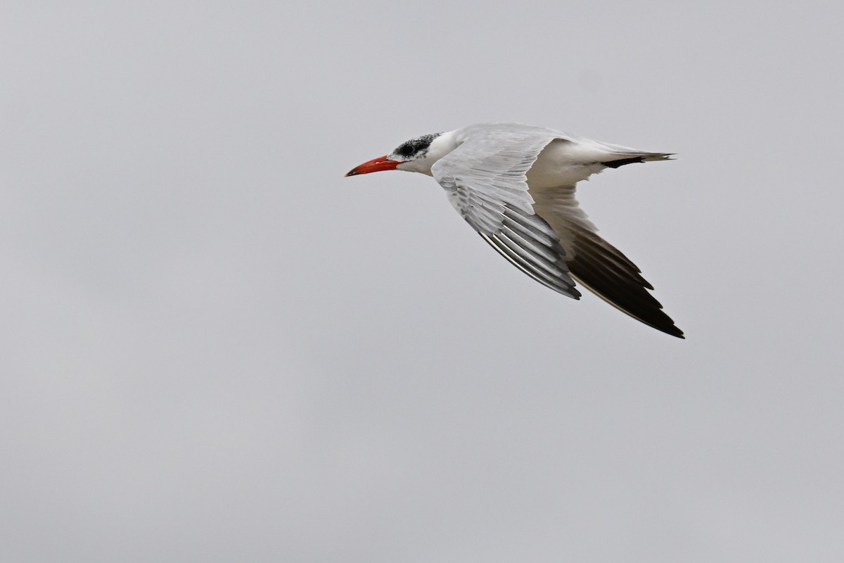 Caspian Tern - ML645331617