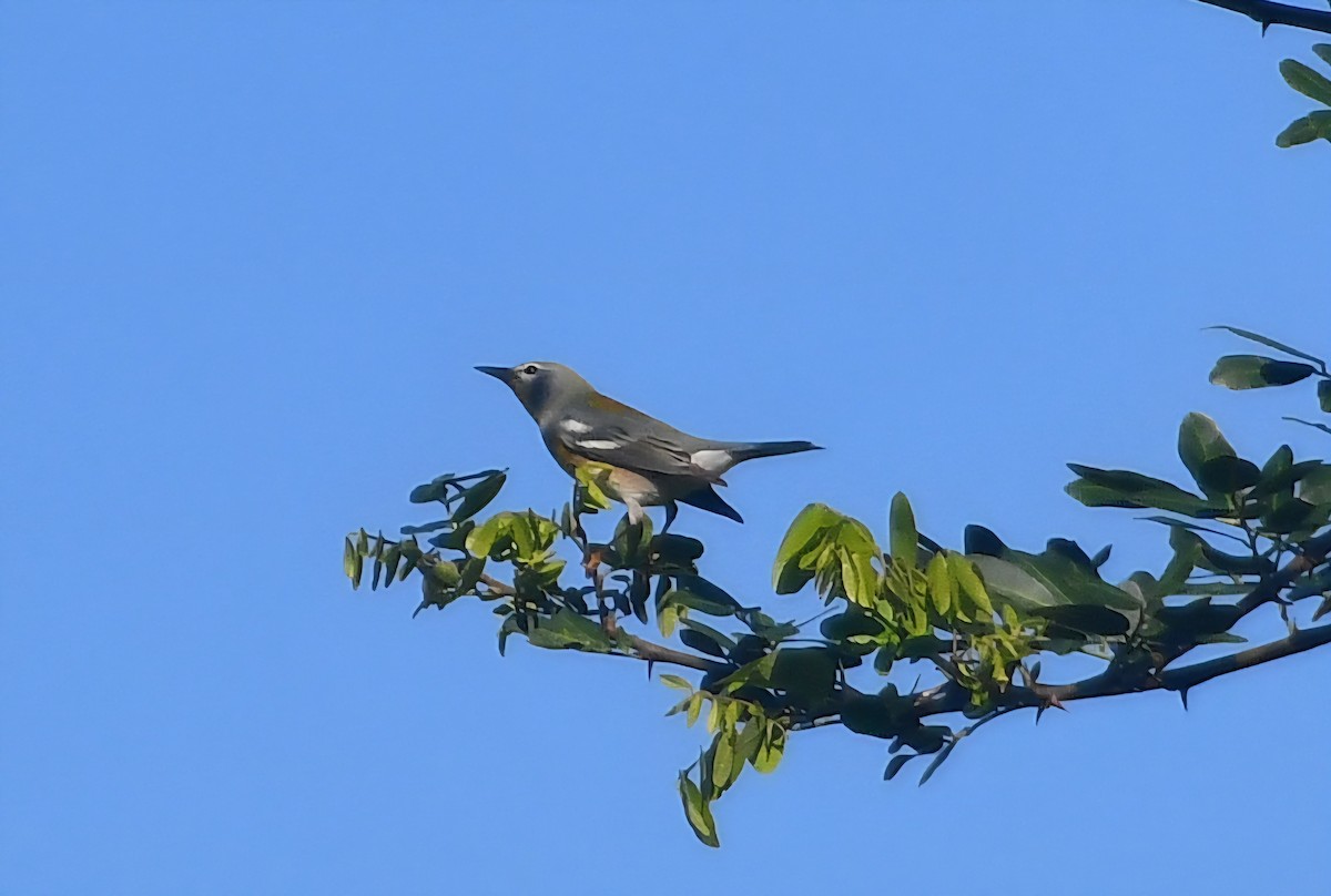 Paruline à collier - ML645331626