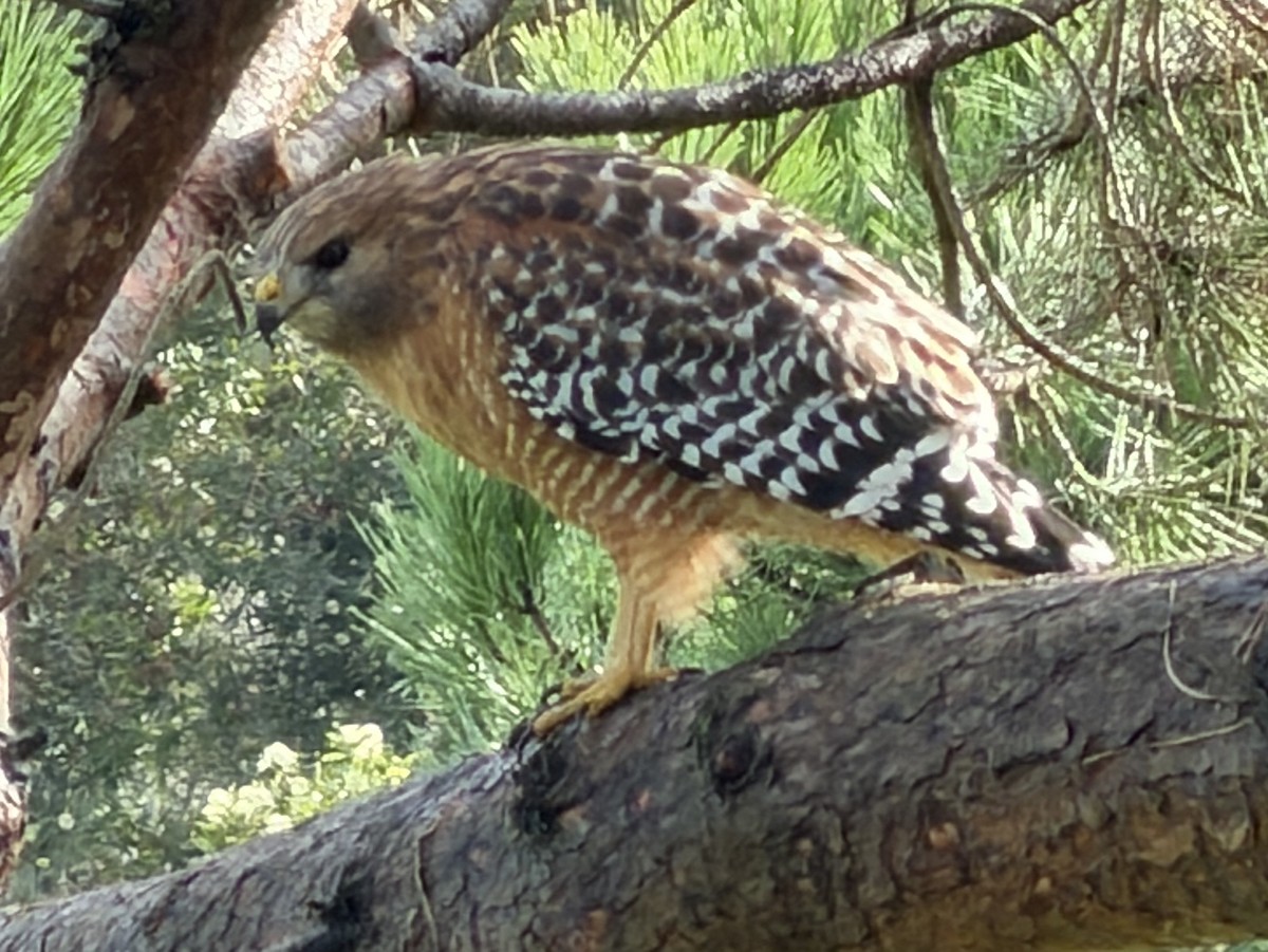 Red-shouldered Hawk - ML645331632