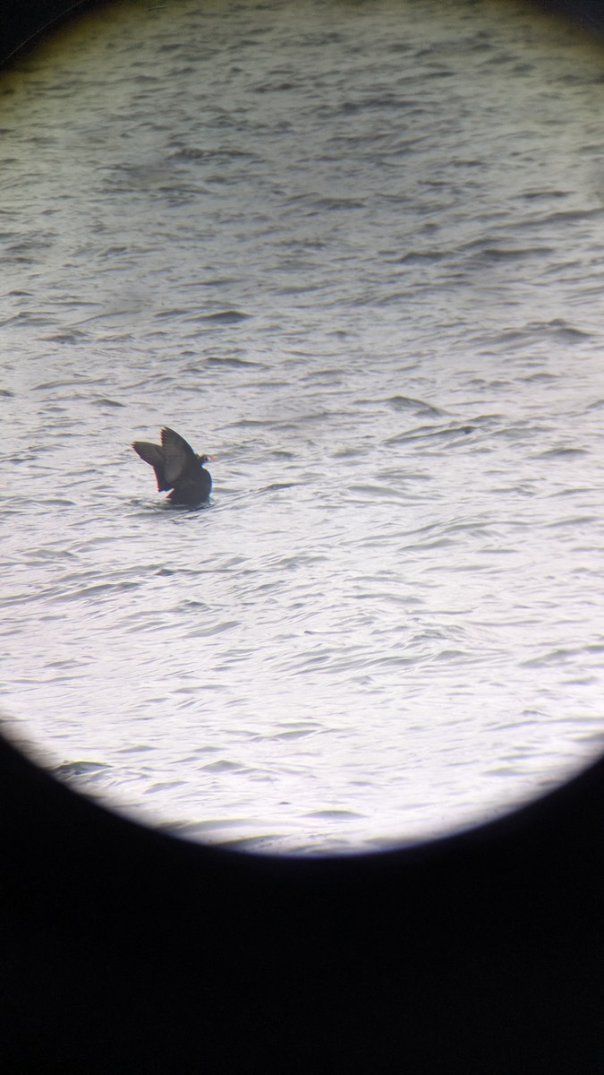 Surf Scoter - ML645331640