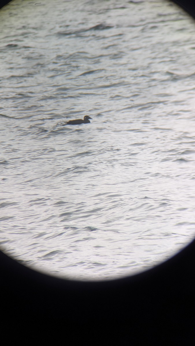 Surf Scoter - ML645331641