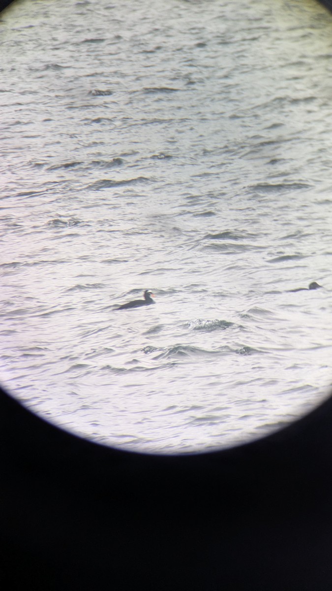 Surf Scoter - ML645331642