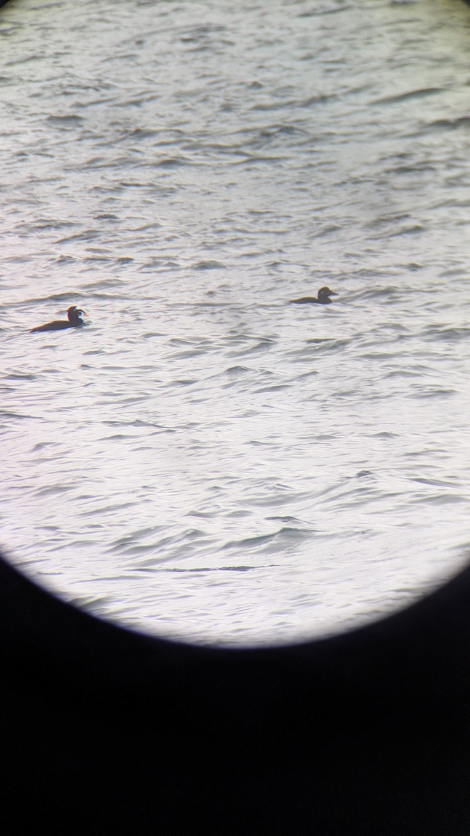 Surf Scoter - ML645331643