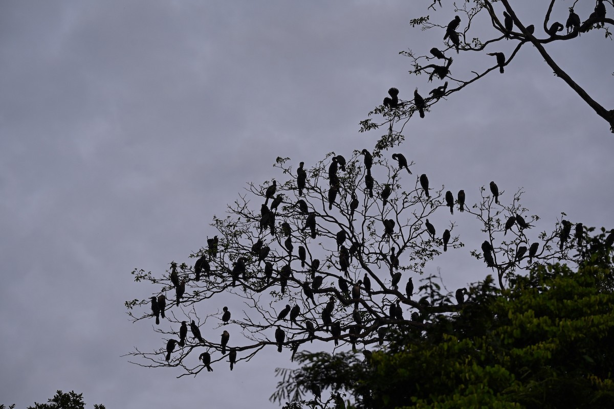 Neotropic Cormorant - ML645331649