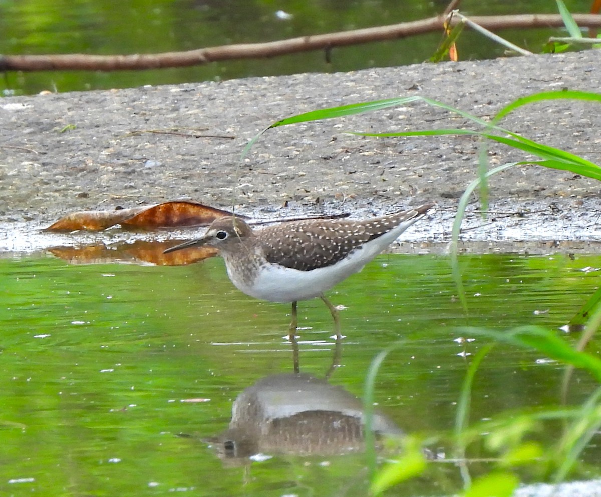 Einsiedelwasserläufer - ML645331654