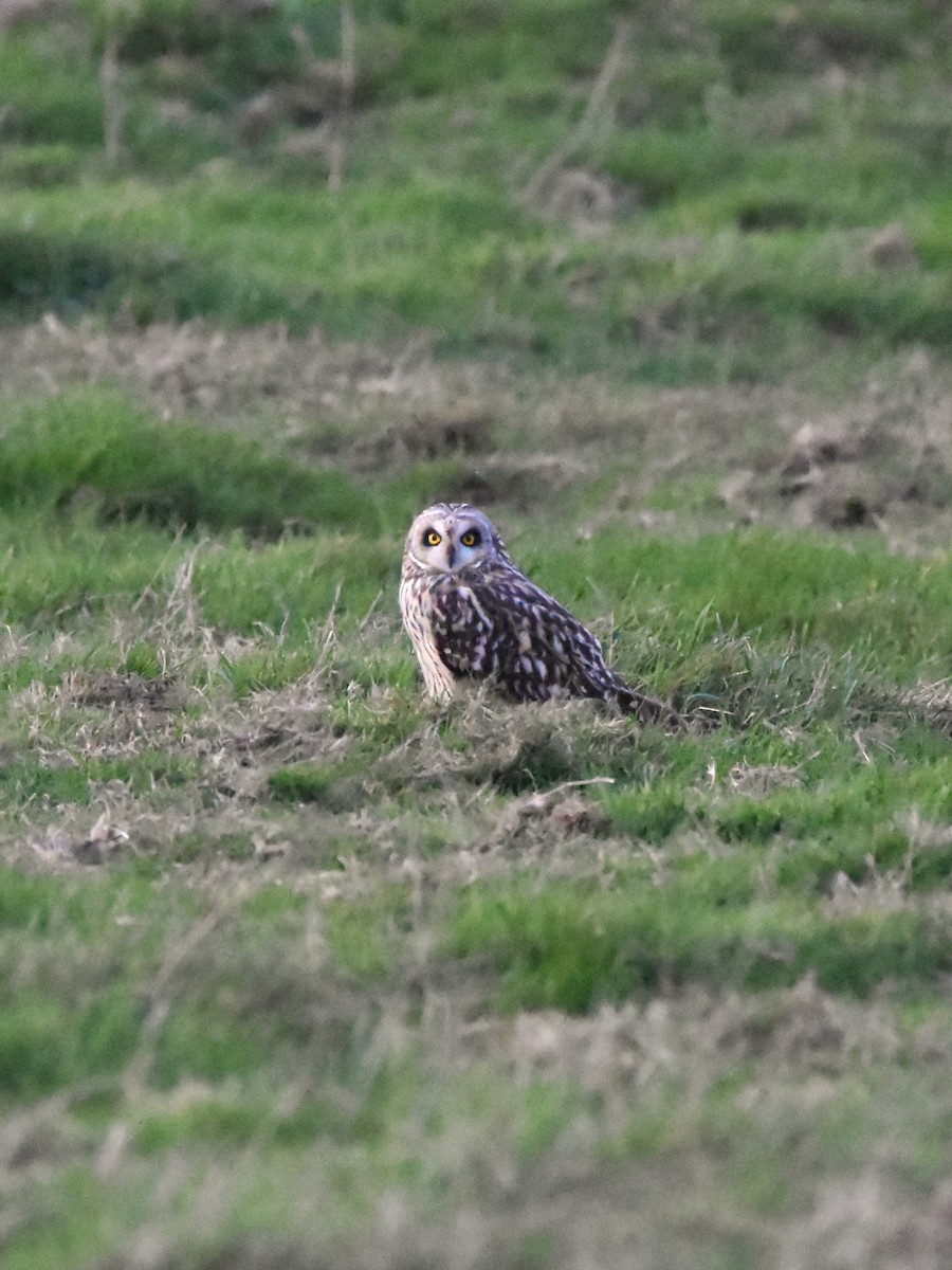 コミミズク - ML645331659