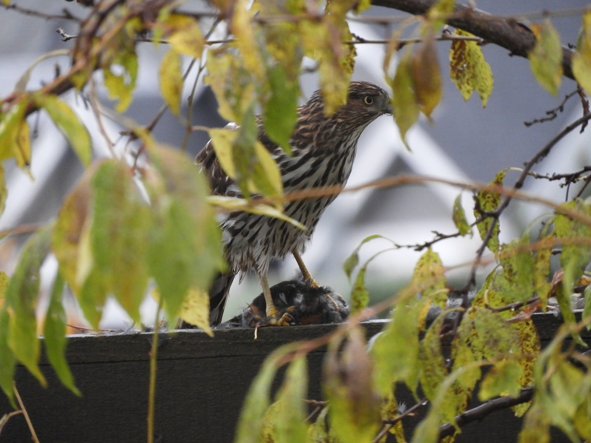 Cooper's Hawk - ML645331661
