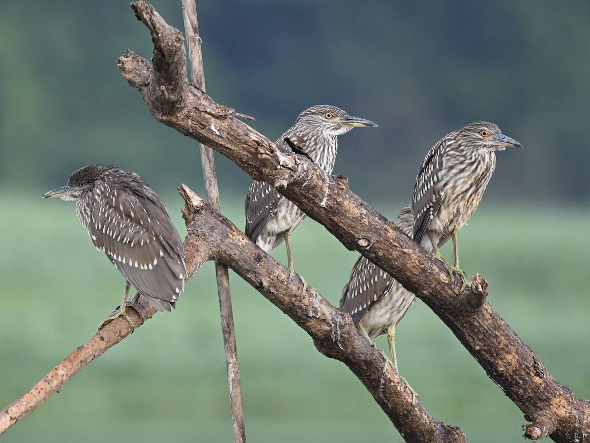 Black-crowned Night Heron - ML645331662