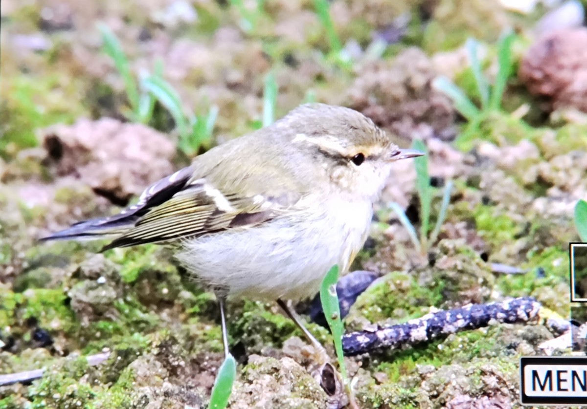 Hume's Warbler - ML645331663