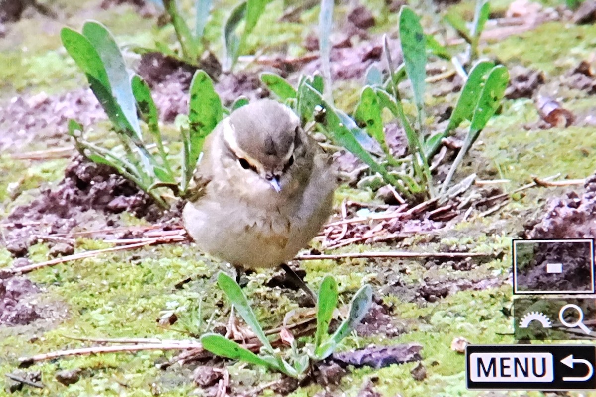 Hume's Warbler - ML645331664