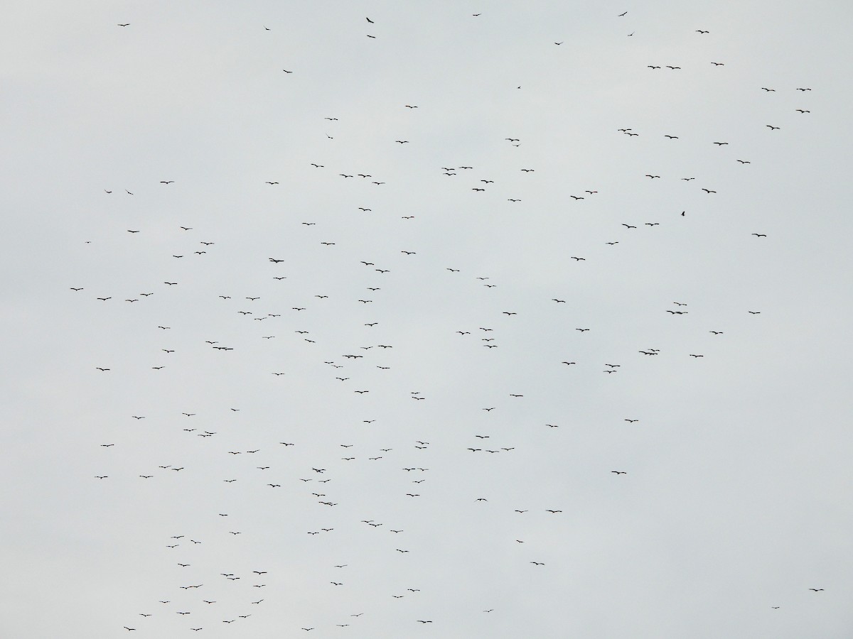 Black Vulture - ML645331665