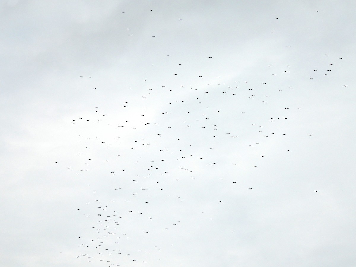 Black Vulture - ML645331666