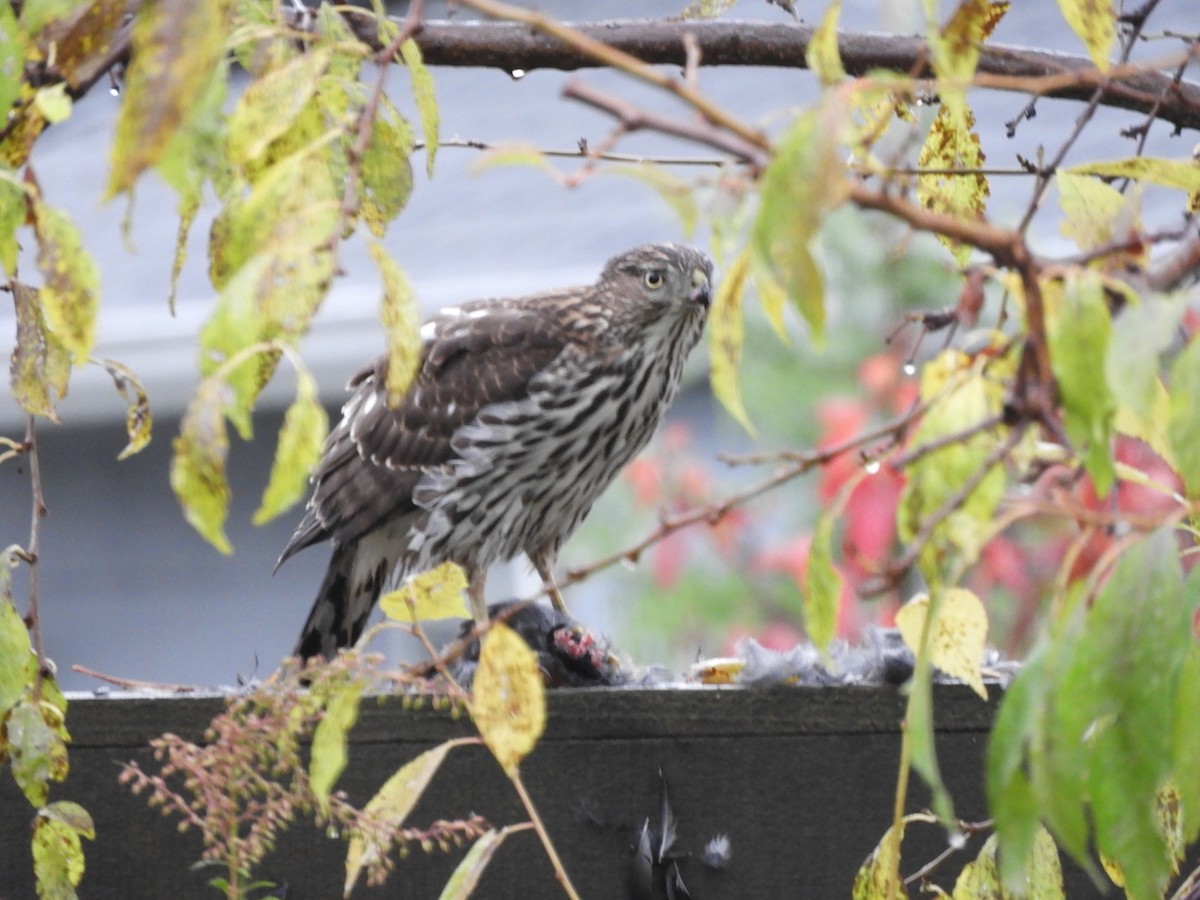 Cooper's Hawk - ML645331668