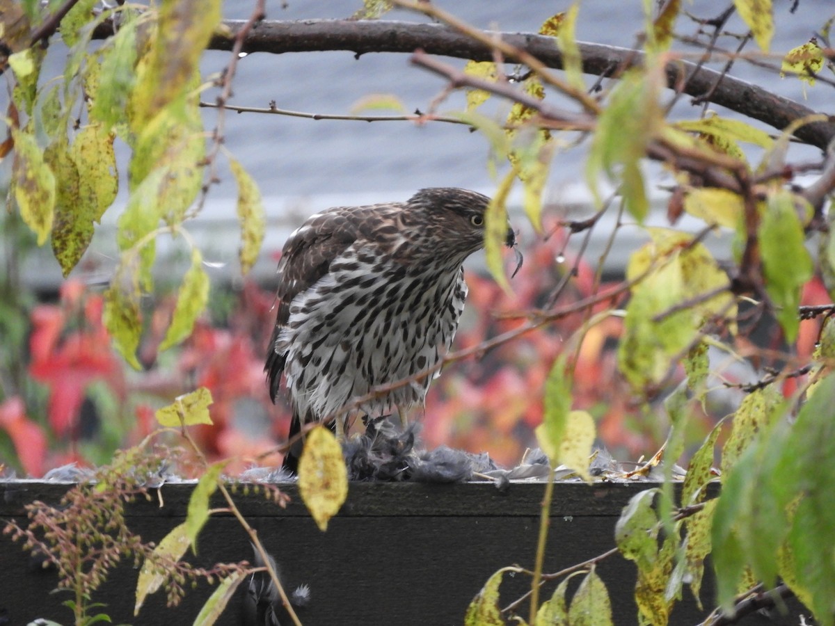 Cooper's Hawk - ML645331674
