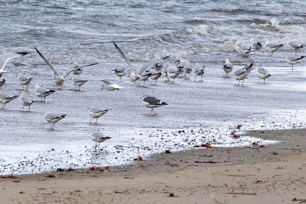 小黑背鷗 - ML645331682