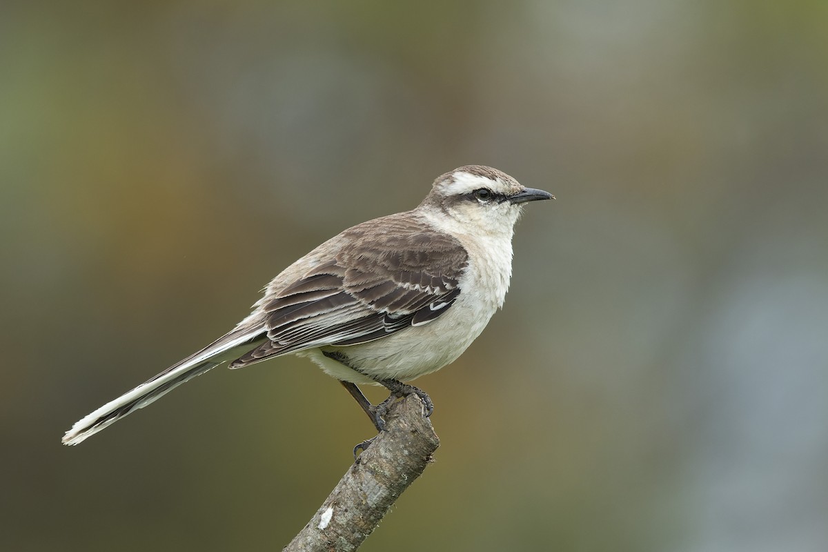 Chalk-browed Mockingbird - ML645331685