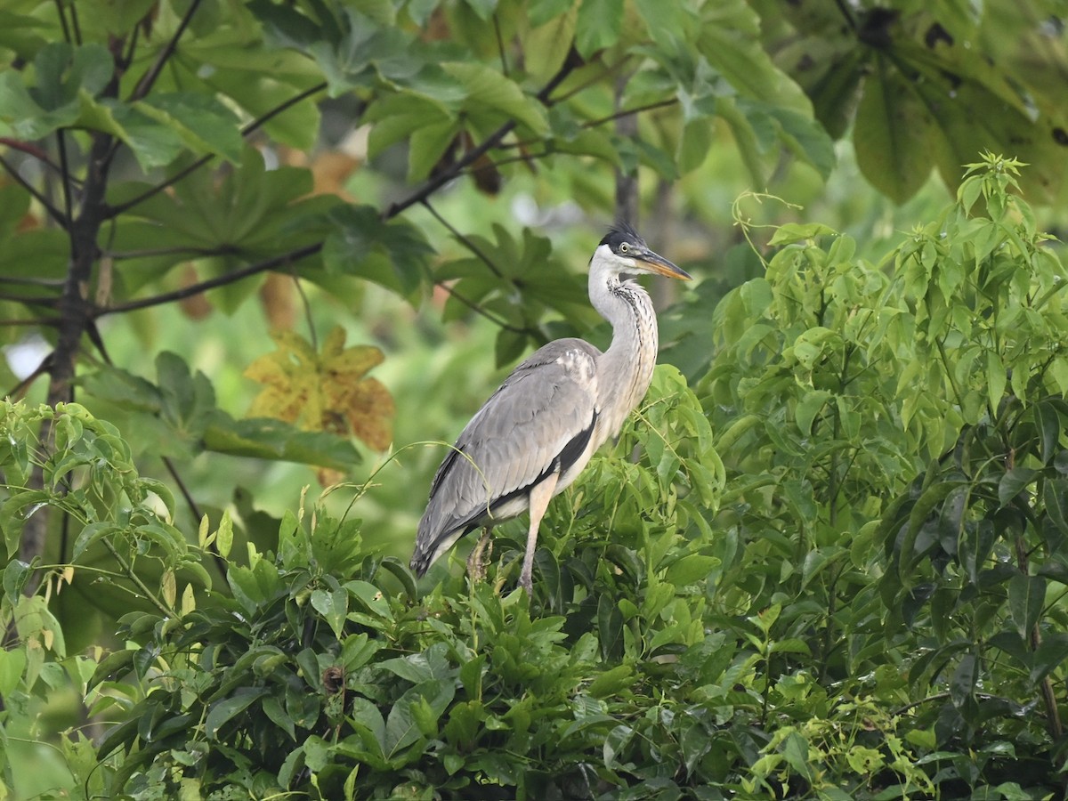 Cocoi Heron - ML645331693