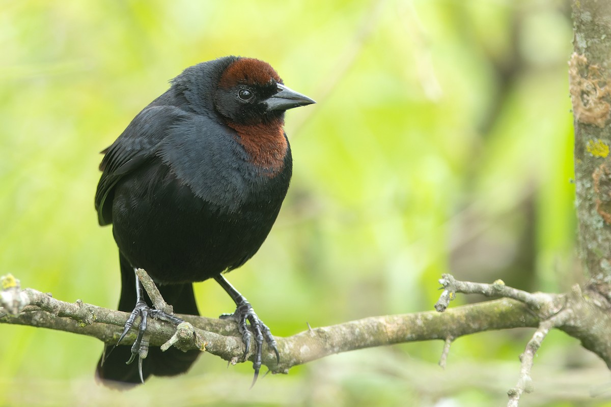 Chestnut-capped Blackbird - ML645331707