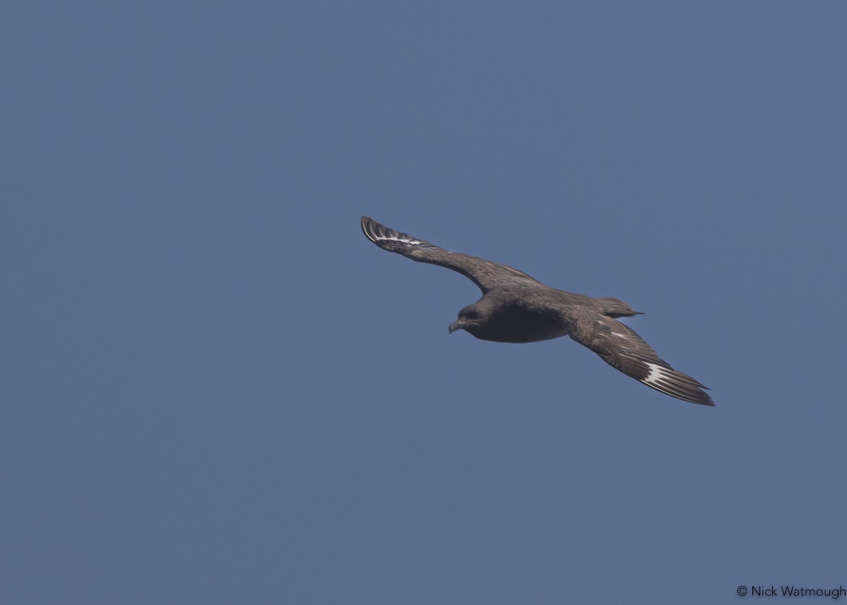 South Polar Skua - ML645331721