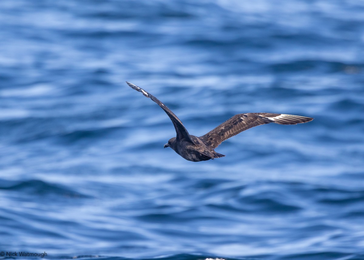 South Polar Skua - ML645331724