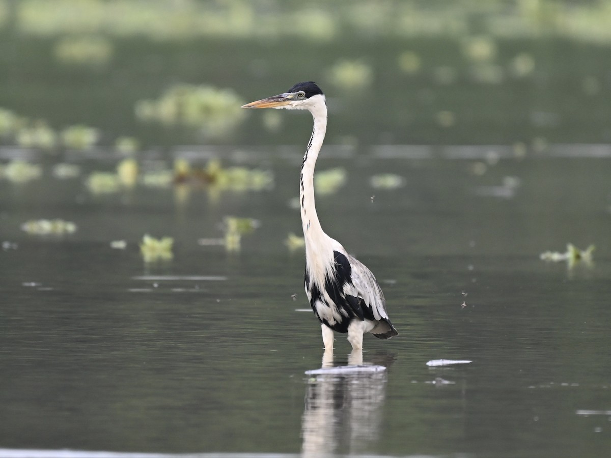 Cocoi Heron - ML645331725