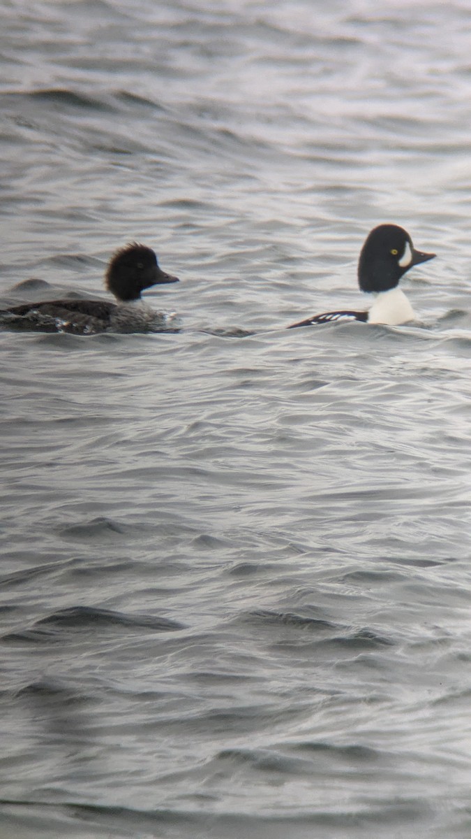 Barrow's Goldeneye - ML645331728