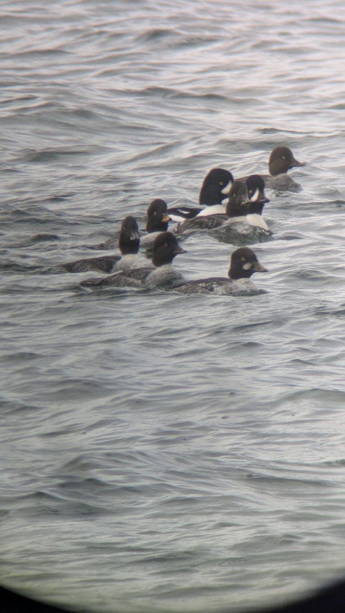 Barrow's Goldeneye - ML645331729
