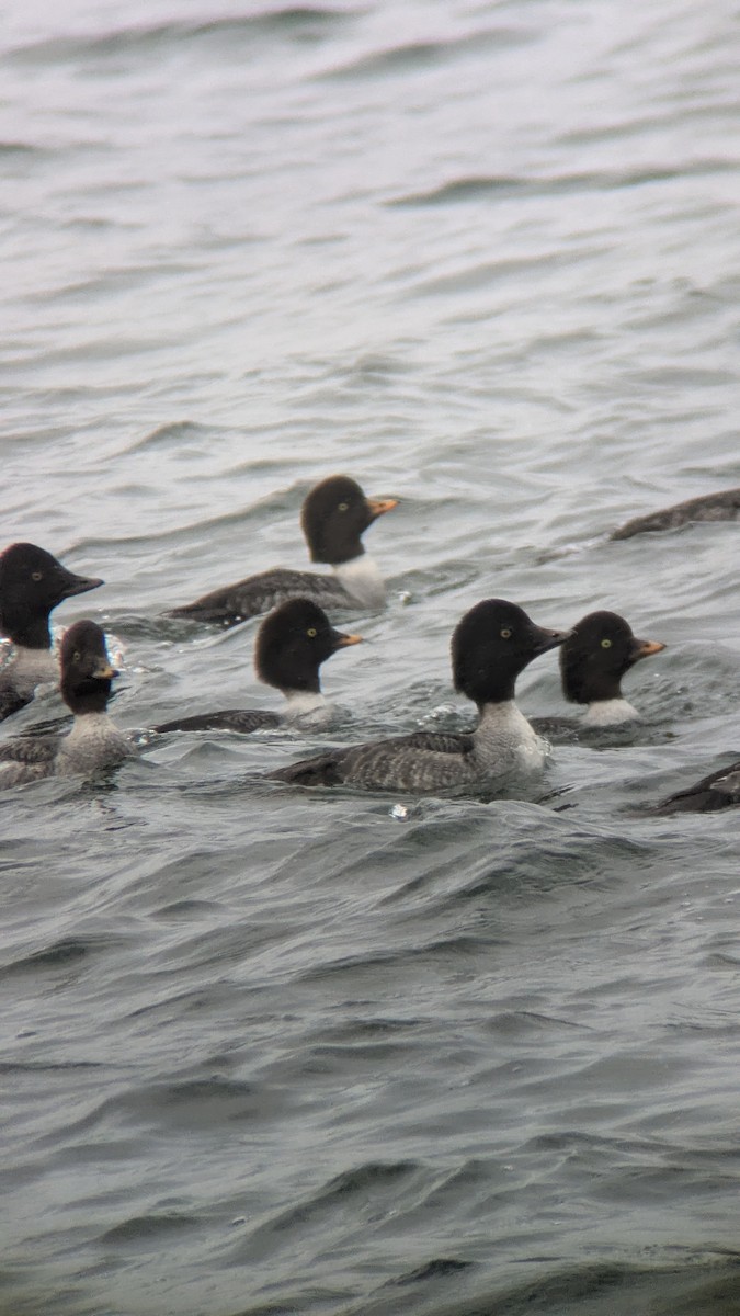 Barrow's Goldeneye - ML645331730