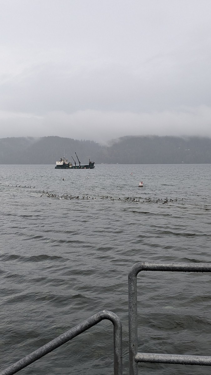 Barrow's Goldeneye - ML645331731