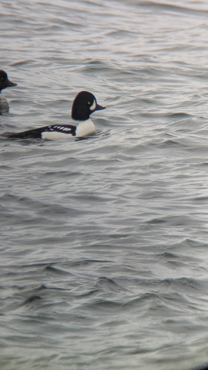 Barrow's Goldeneye - ML645331732