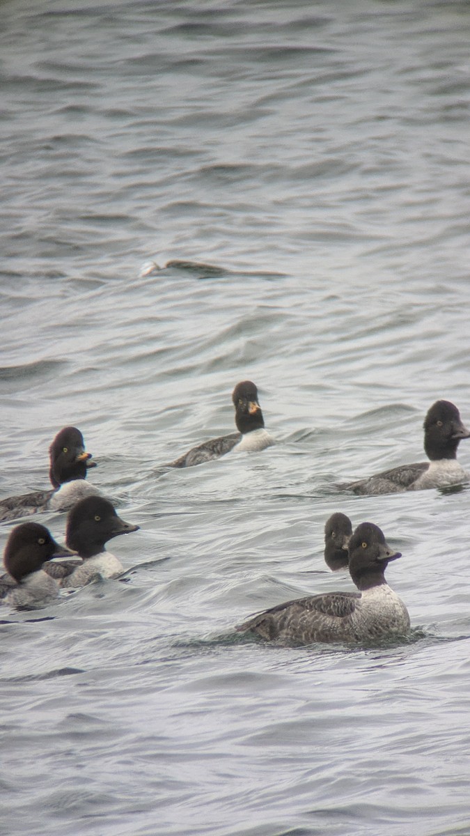 Barrow's Goldeneye - ML645331733