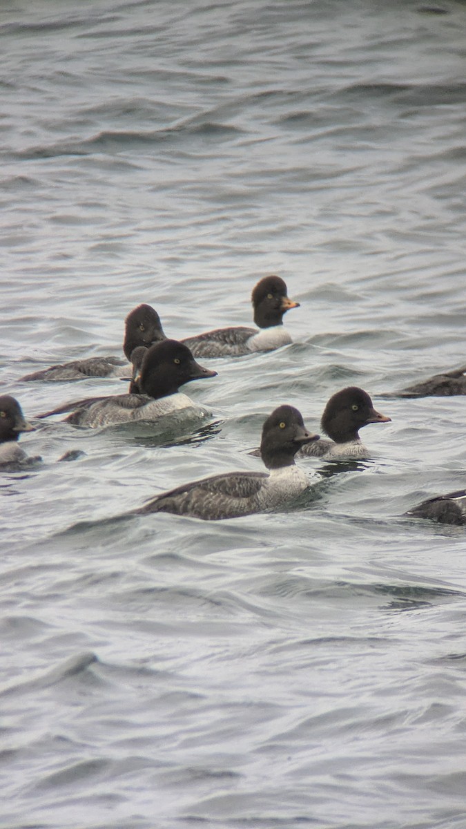 Barrow's Goldeneye - ML645331734