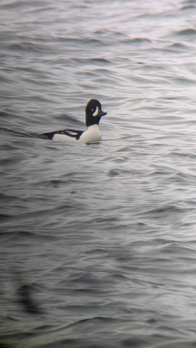 Barrow's Goldeneye - ML645331735
