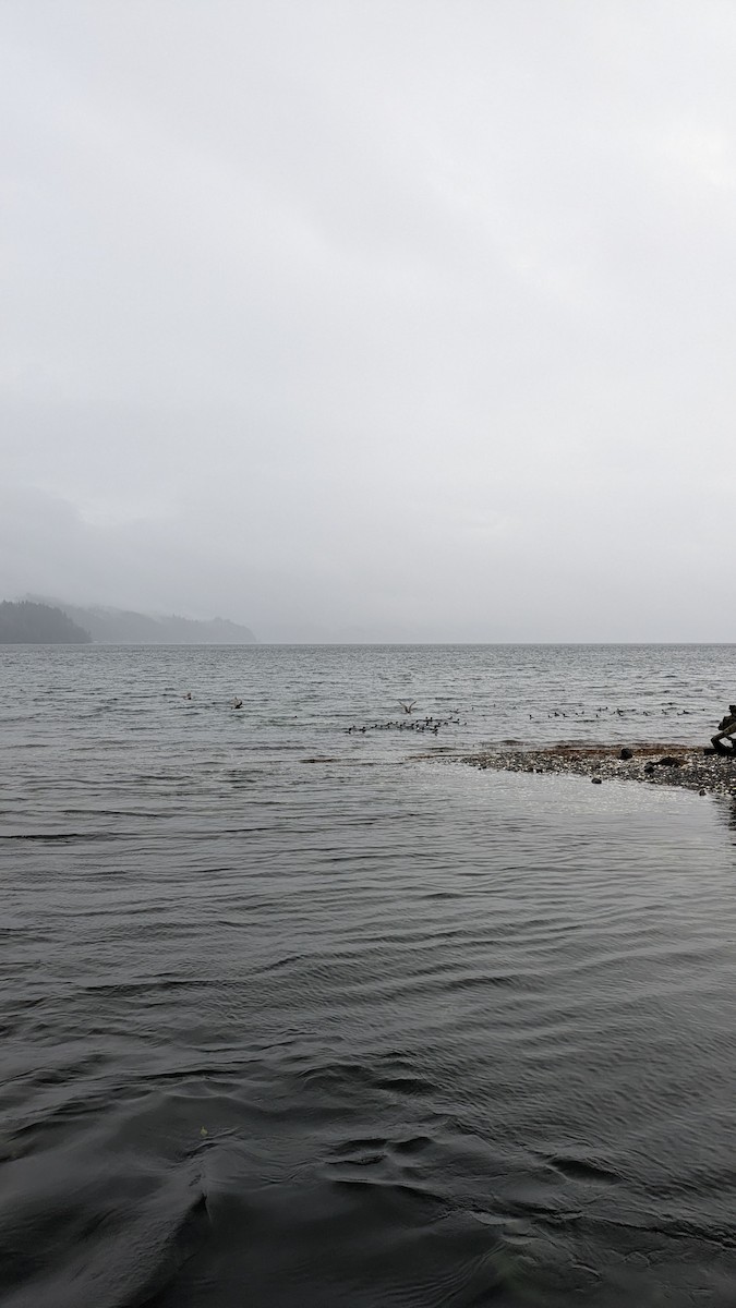 Barrow's Goldeneye - ML645331736