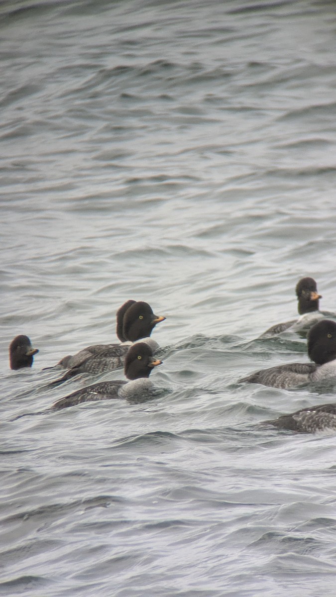 Barrow's Goldeneye - ML645331737