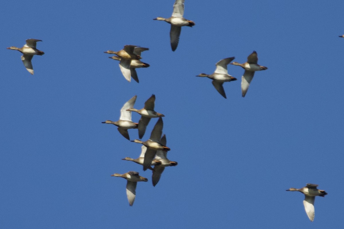 kopřivka obecná - ML645331738