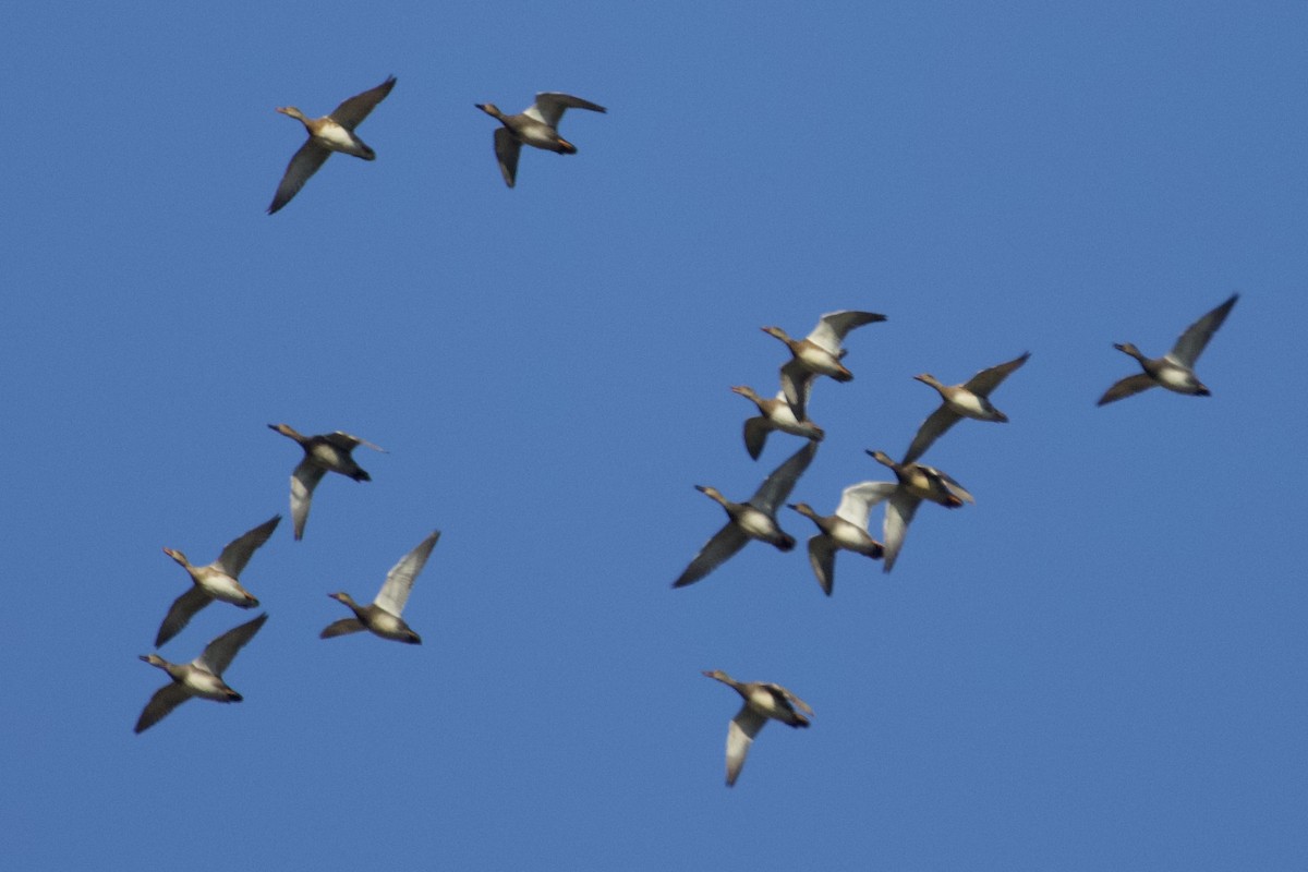 kopřivka obecná - ML645331739