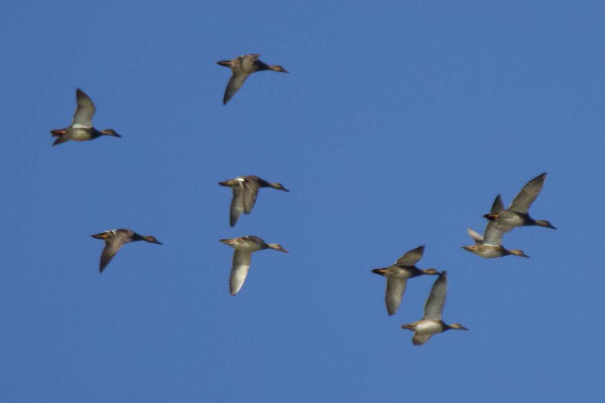 kopřivka obecná - ML645331740