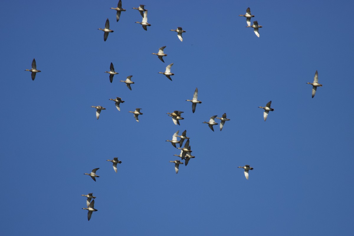 kopřivka obecná - ML645331741