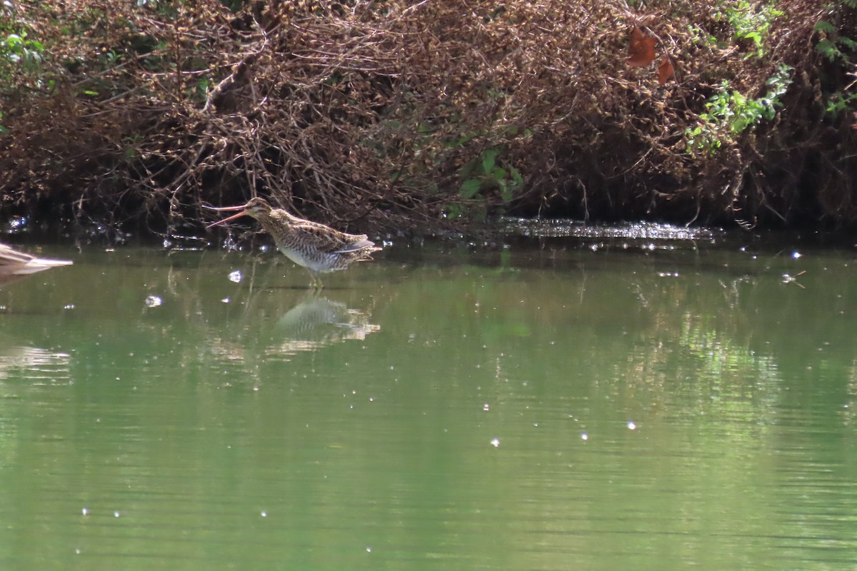 Wilson's Snipe - ML645331754