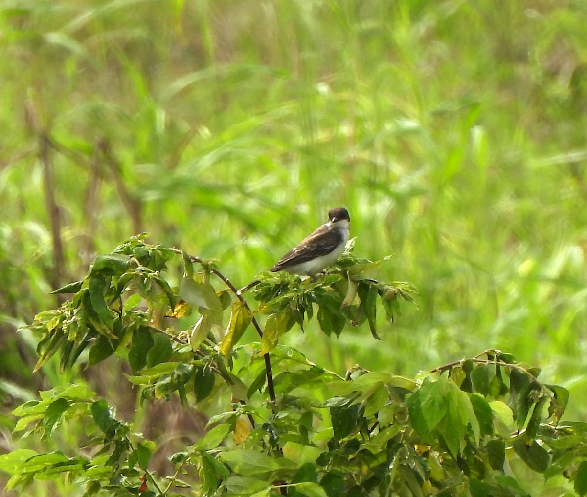 Tyran tritri - ML645331755