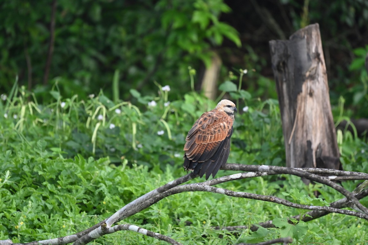 Black-collared Hawk - ML645331757