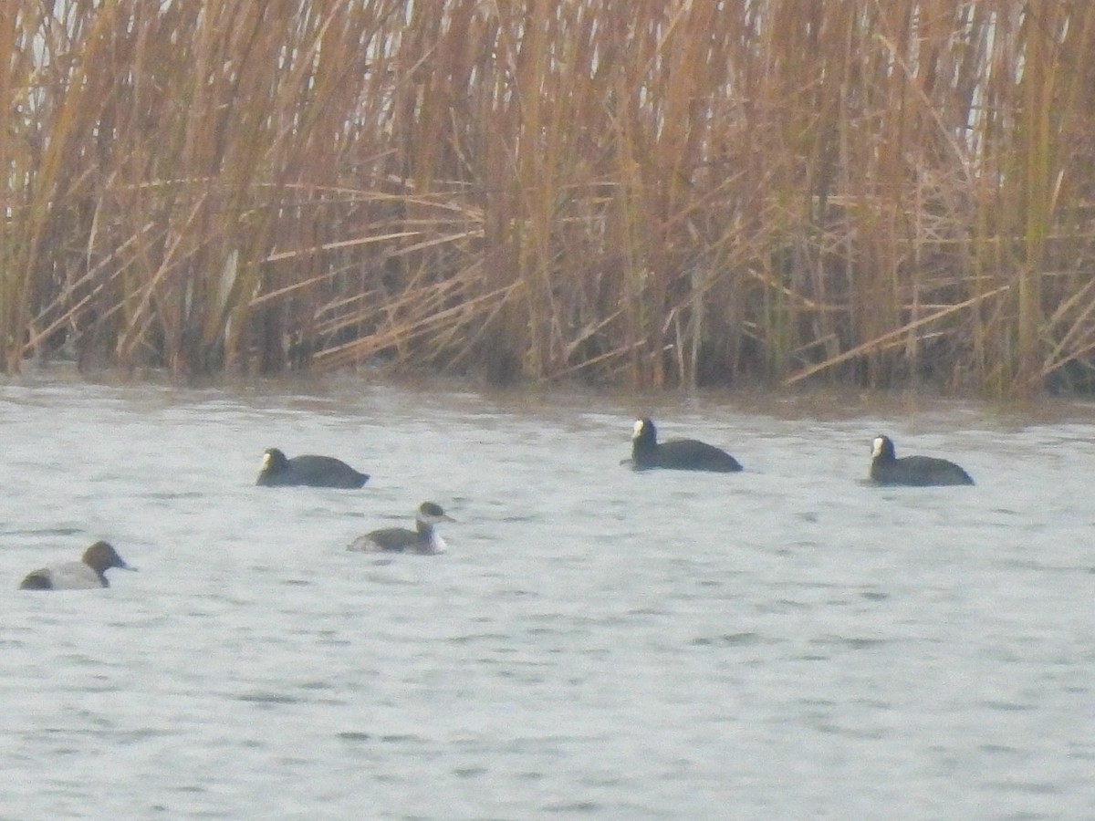 Буурал шунгуур - ML645331761