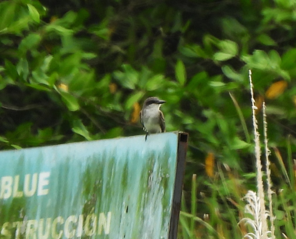 Gray Kingbird - ML645331768