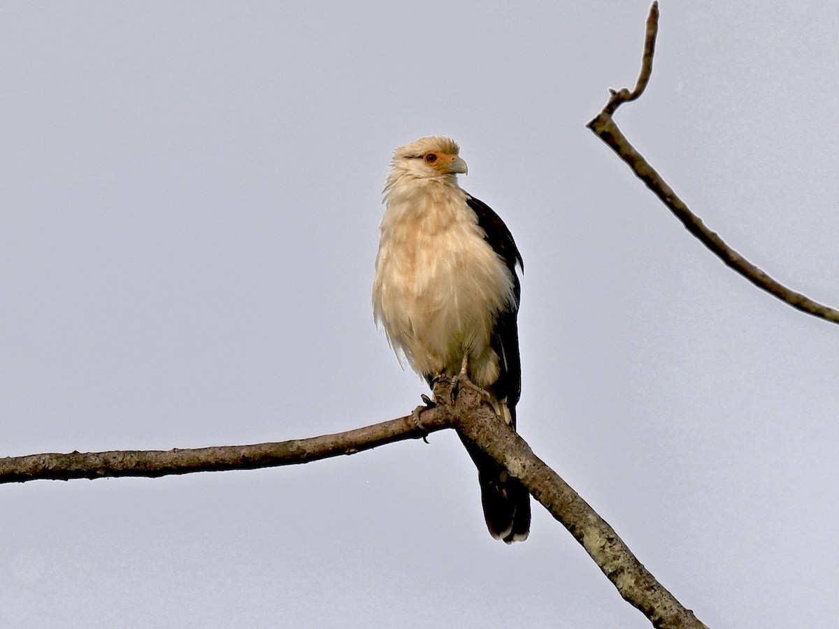 Yellow-headed Caracara - ML645331795