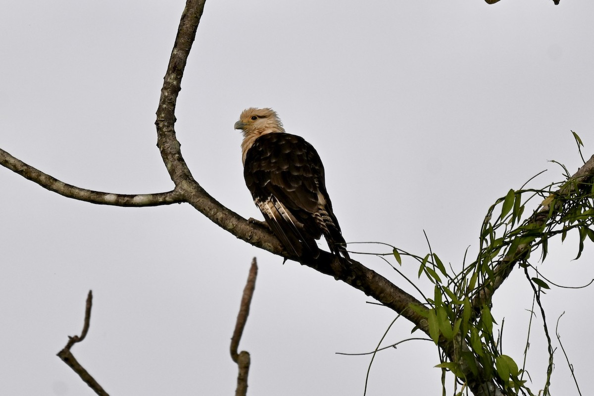 Yellow-headed Caracara - ML645331808