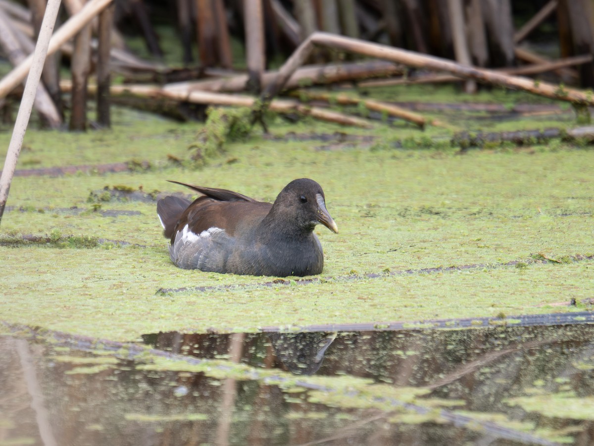 Курочка латиноамериканська - ML645331820