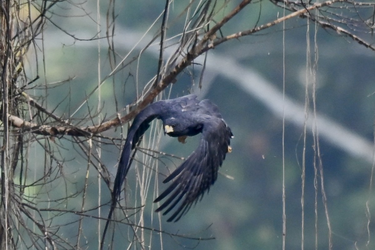 Great Black Hawk - ML645331822